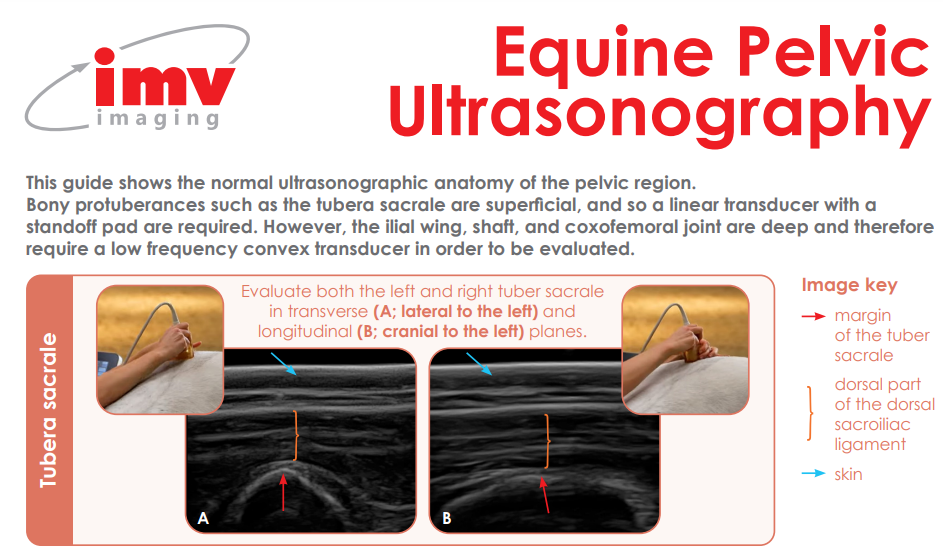 Equine Pelvic Ultrasonography Poster IMV imaging