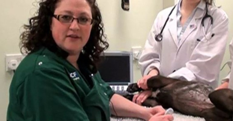 small animal abdominal ultrasound cpd course