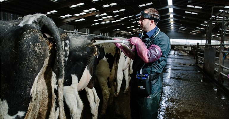 Easi-Scan bovine ultrasound scanner in use
