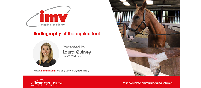 Radiography of the equine foot