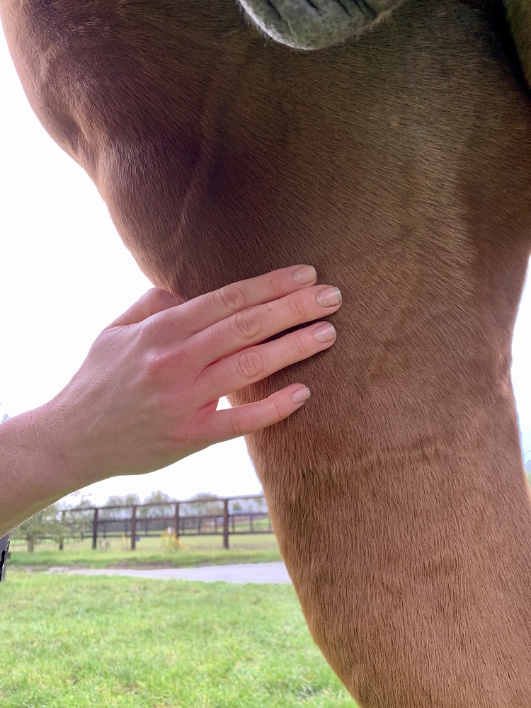 Equine Stifle Video 3 Cranial and medial stifle IMV imaging USA