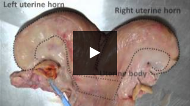 Bovine Ultrasound: Review of Anatomy (Video 5/9)