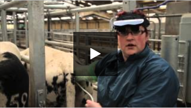 Bovine Ultrasound: Ultrasound Examination of the Cow (Video 6/9)