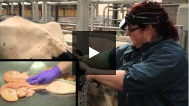 Bovine Ultrasound: Ultrasound Examination of the Non-Pregnant Cow (Video 7/9)