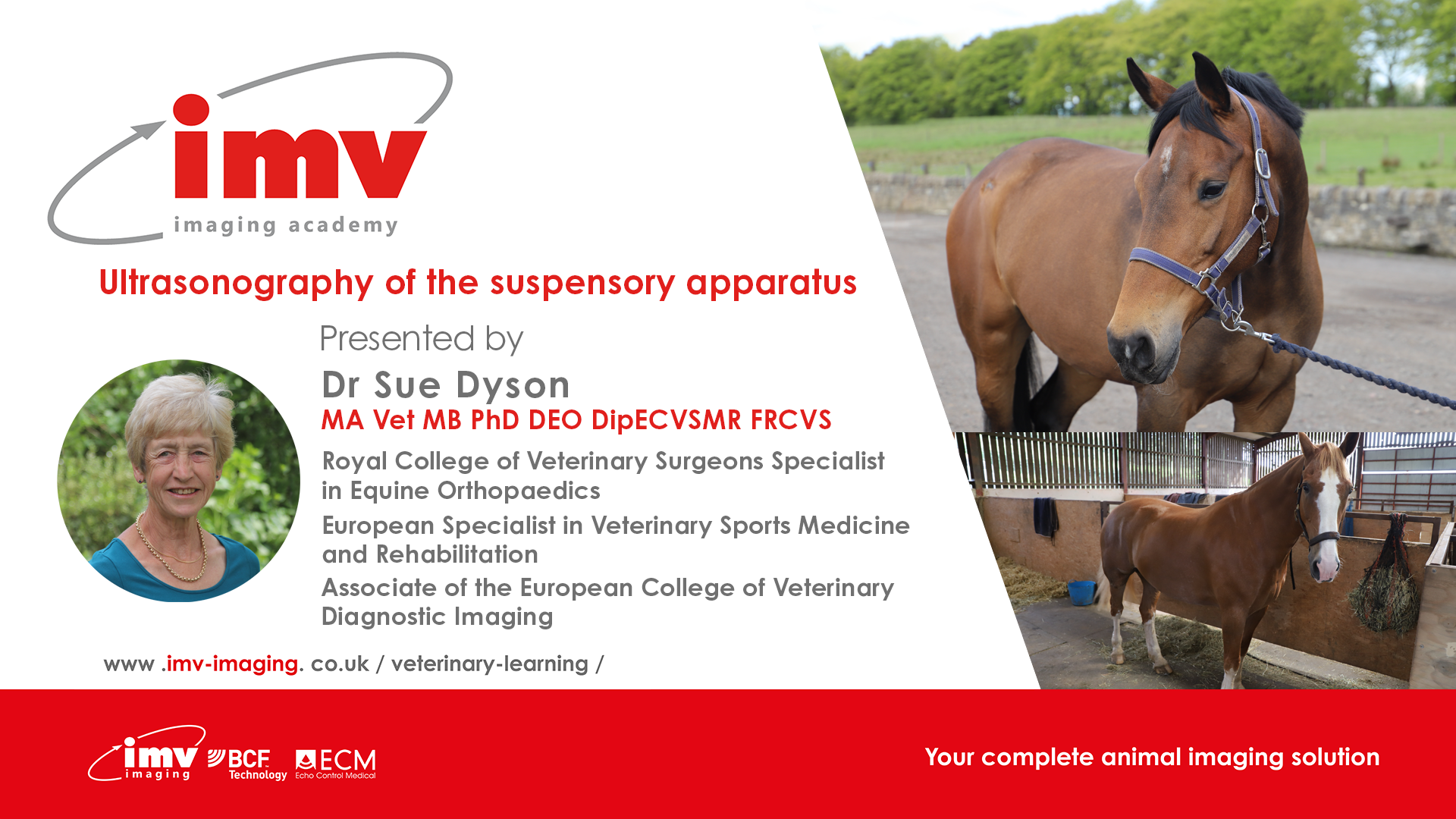 Sue D Ultrasonography of the suspensory apparatus