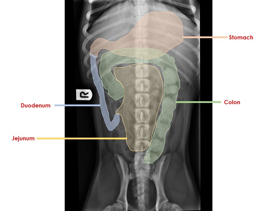 ventrodorsal abdominal radiograph