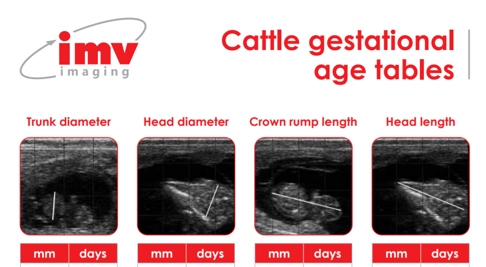 Cattle gestational age tables