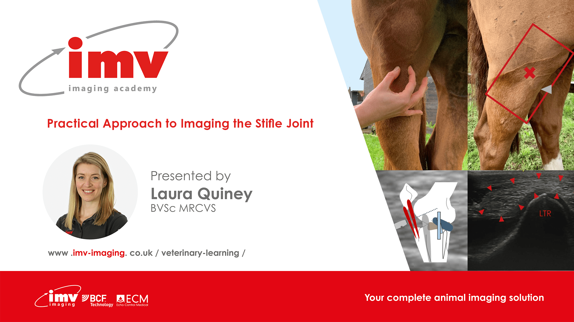 Equine Stifle Imaging IMV Imaging Academy