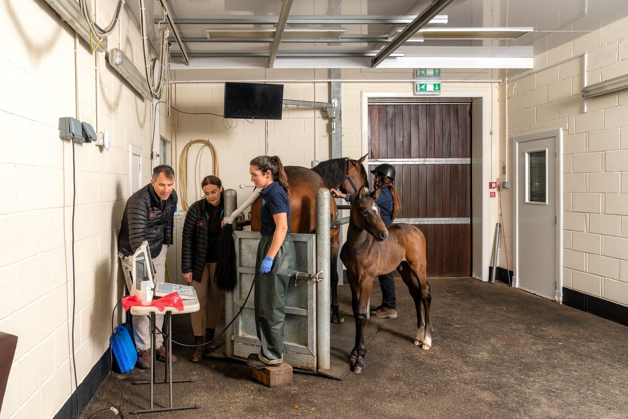 Equine.Ultrasound.Brand