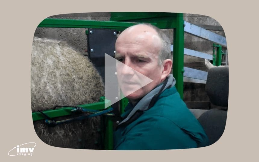 Sheep scanning video Identifying lamb with the OviScan