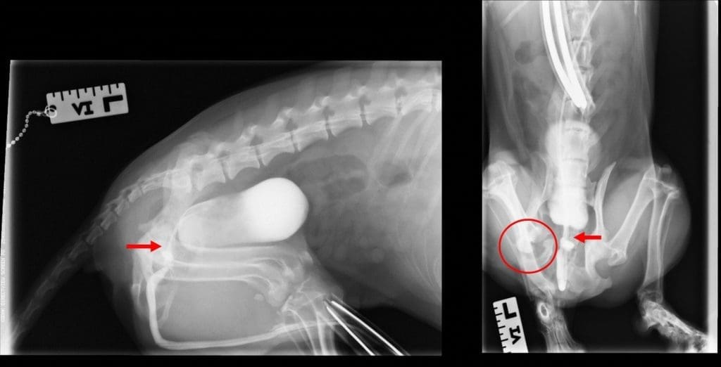 Lateral (left) and dorsoventral (right) radiographs
