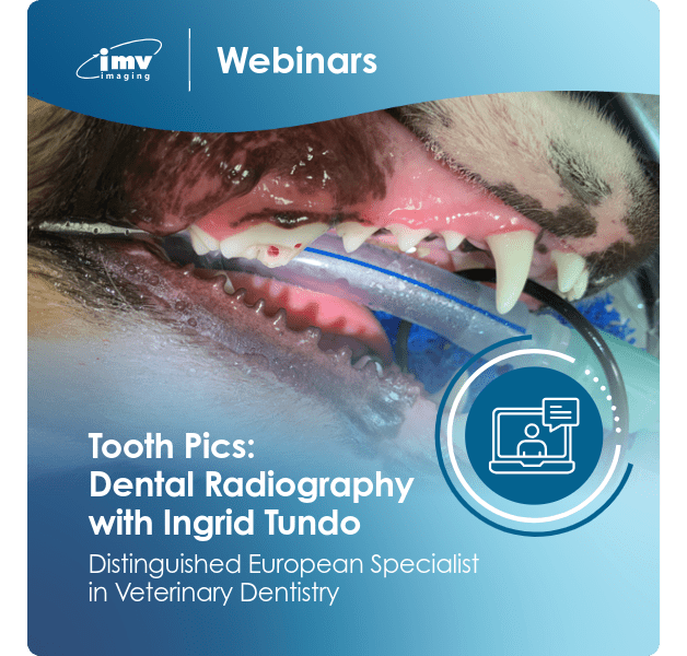 Small Animal Webinar Website Tooth Pics Dental Radiography