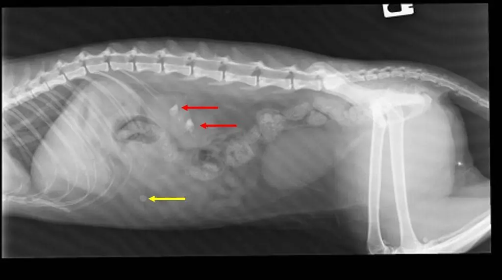 A right lateral abdominal radiograph. Radiopaque renoliths are visible within the collecting system of both kidneys (red arrows)