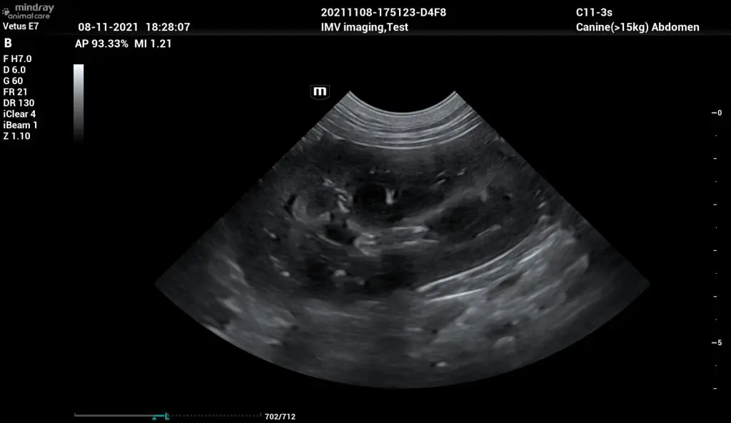 Ultrasound image of canine abdomen using the Vetus E7