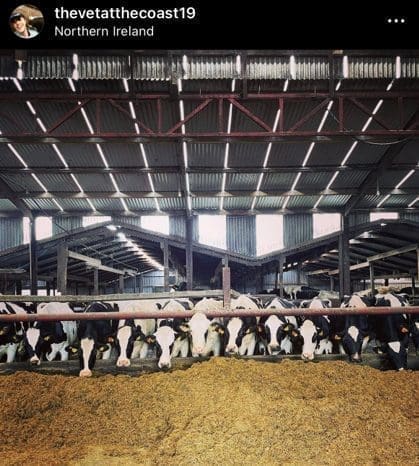 Vet at the Coast Instagram